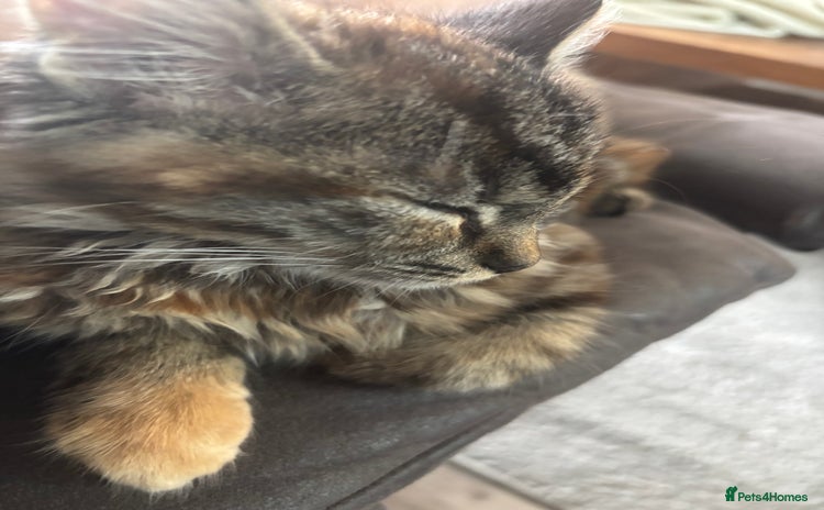 Persian cats - Advert 1