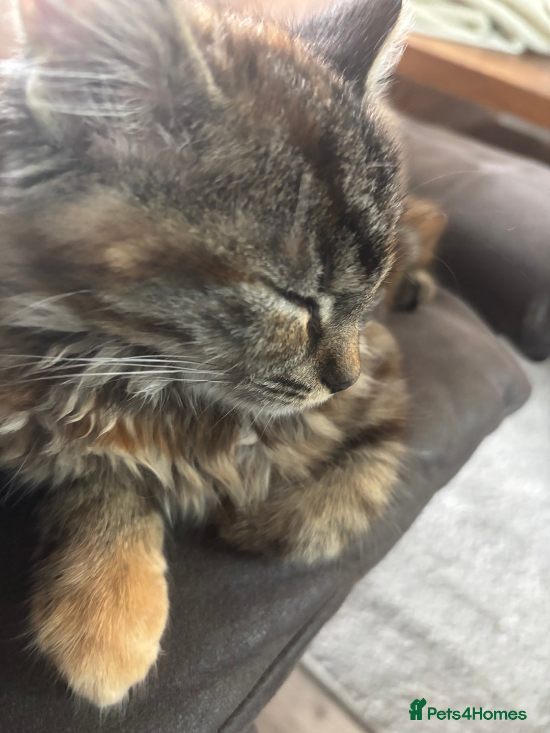 Persian cats for sale: Beautiful Persian x long haired kitten  - Image 1