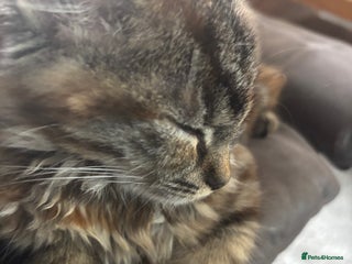 Persian cats - Advert 2