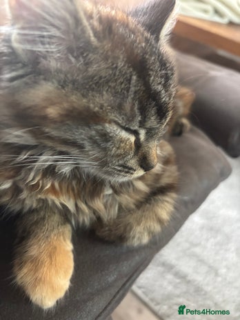 Persian cats - Advert 1