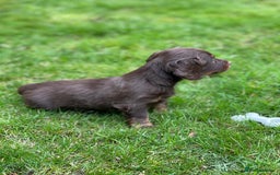 Miniature Dachshund dogs for sale: Kc Reg Long Haired Miniture Dachshund Puppies - Image 10