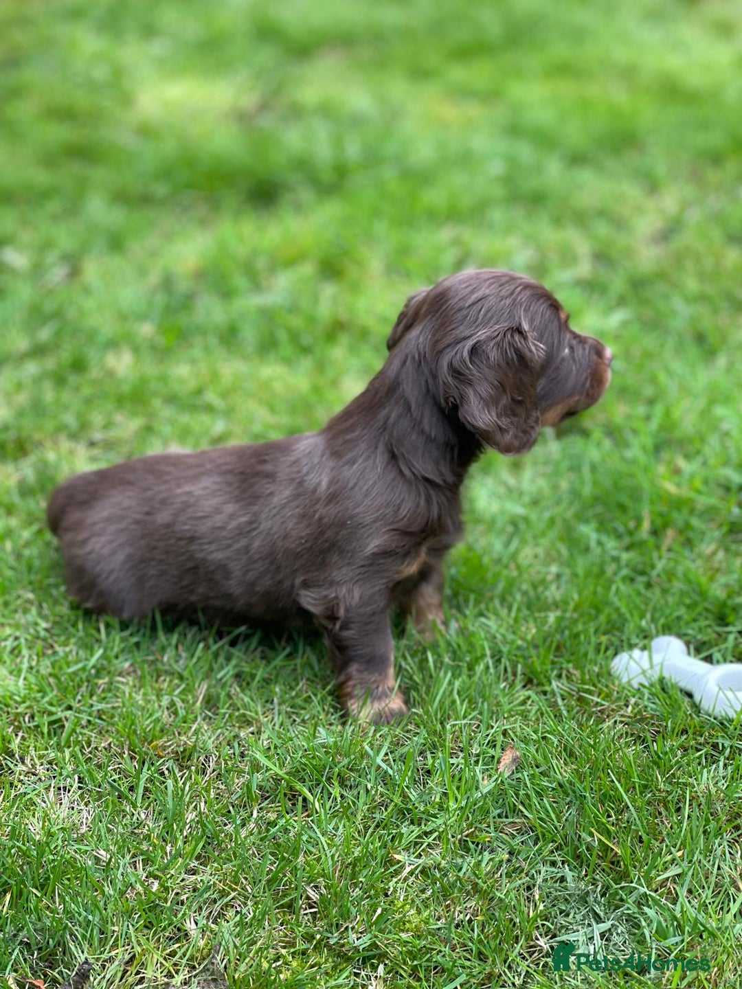 Miniature Dachshund dogs for sale: Kc Reg Long Haired Miniture Dachshund Puppies - Image 10