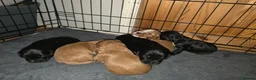 Cocker Spaniel dogs for sale: 🐾 Beautiful Show Cocker Spaniel Puppies 🐾 - Advert 6