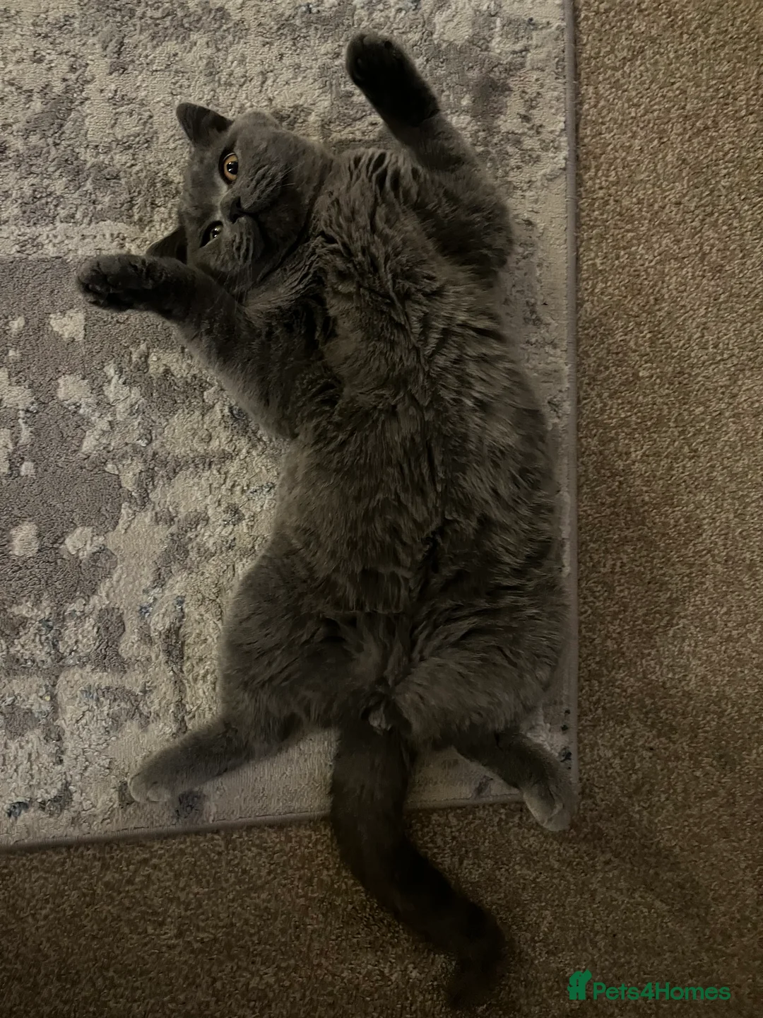 British Shorthair cats for sale: British shorthair blue  - Advert 2