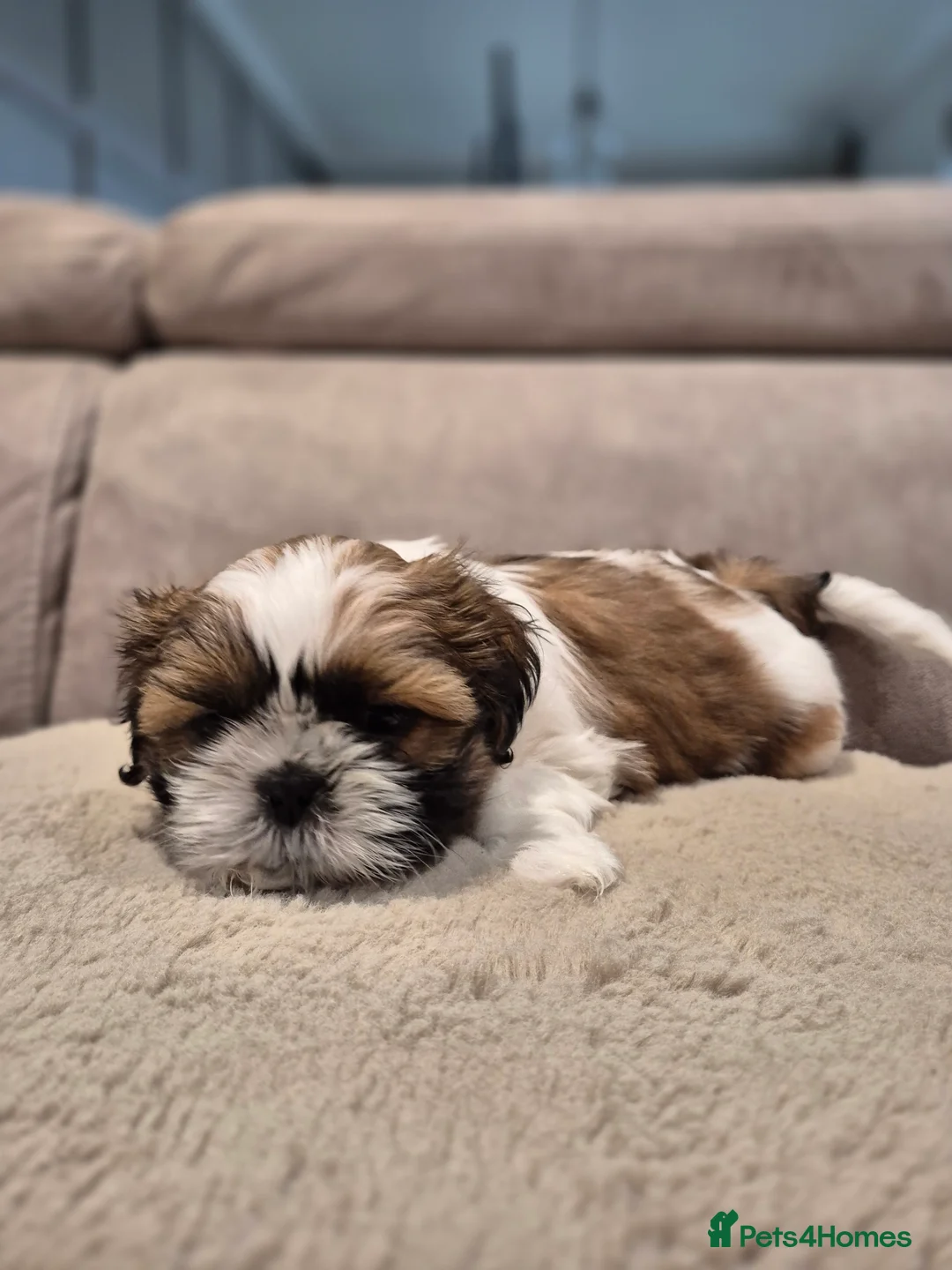 Shih Tzu dogs for sale: KC Registered Shih Tzu Puppies - Home Raised - Advert 10