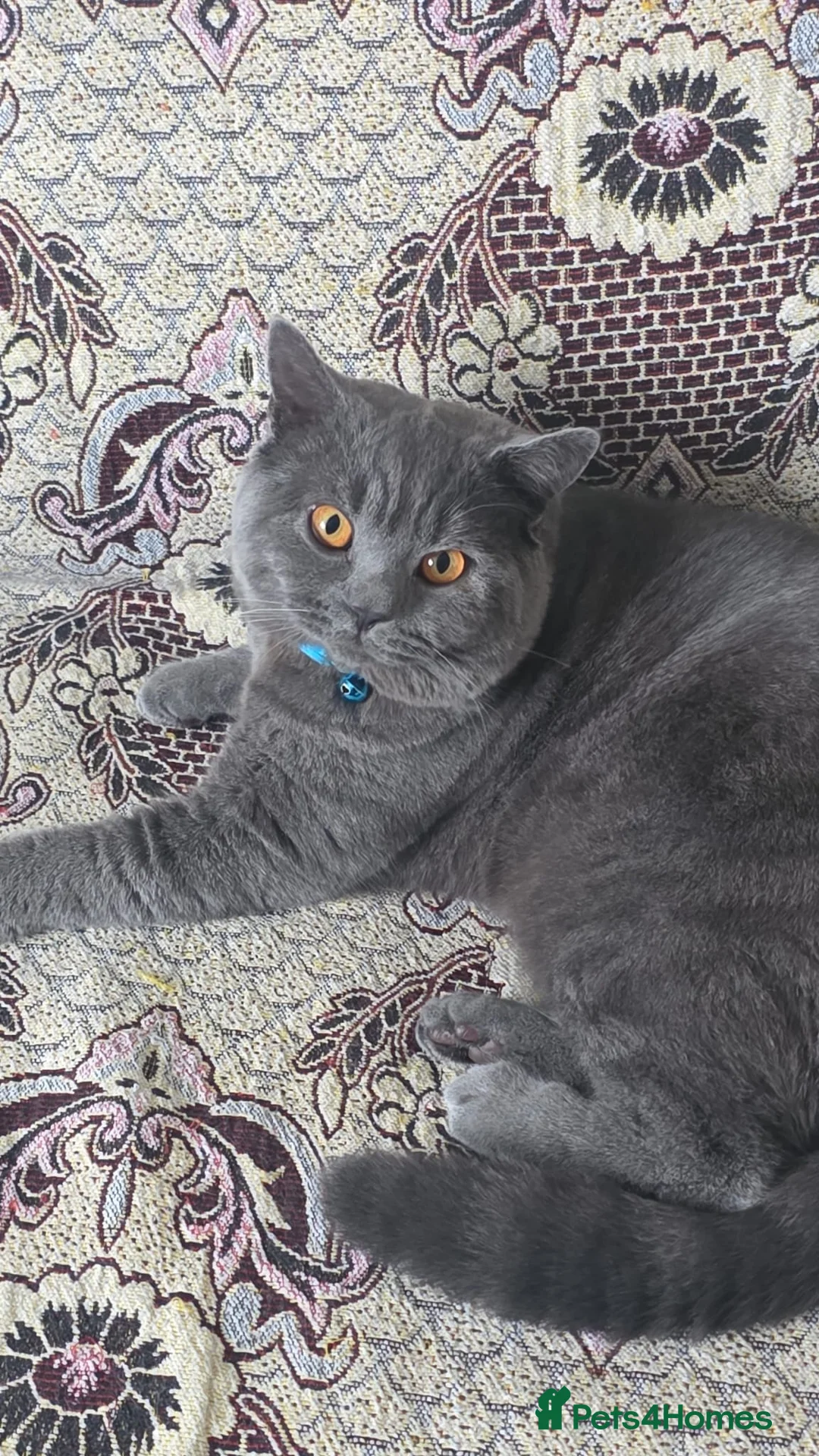 British Shorthair cats for sale: British Shorthair in Rochdale - Advert 5