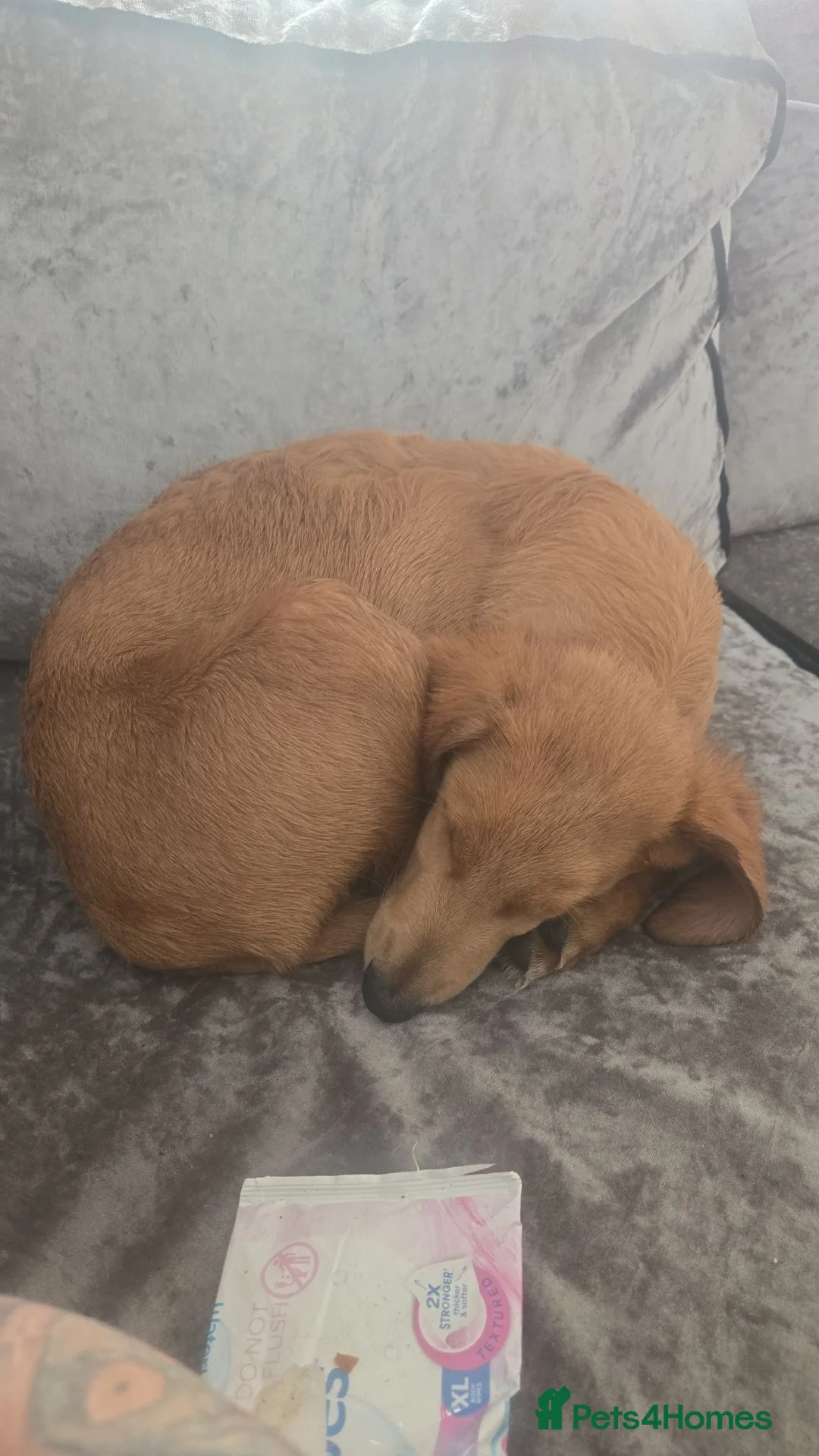 Mixed Breed dogs for sale: Ghost in Tonbridge - Advert 2
