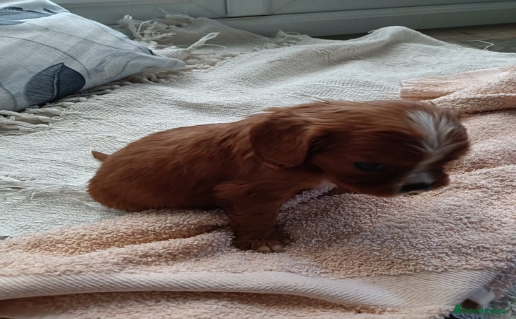 Cavalier King Charles Spaniel dogs Cavalier king charles Pedigree reg health tested - Advert 13