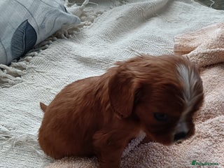 Cavalier King Charles Spaniel dogs Cavalier king charles Pedigree reg health tested - Advert 9
