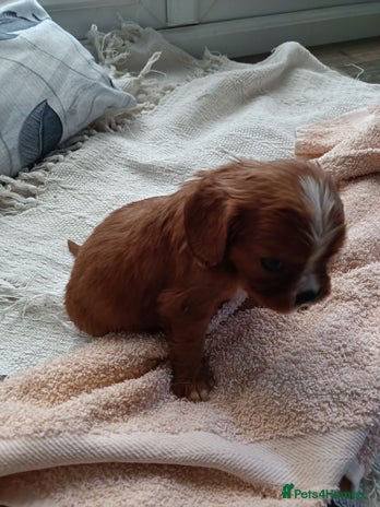 Cavalier King Charles Spaniel dogs Cavalier king charles Pedigree reg health tested - Advert 13