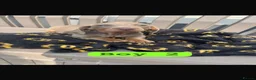 Dachshund dogs for sale: Dachshund puppies  in Wigan - Advert 4