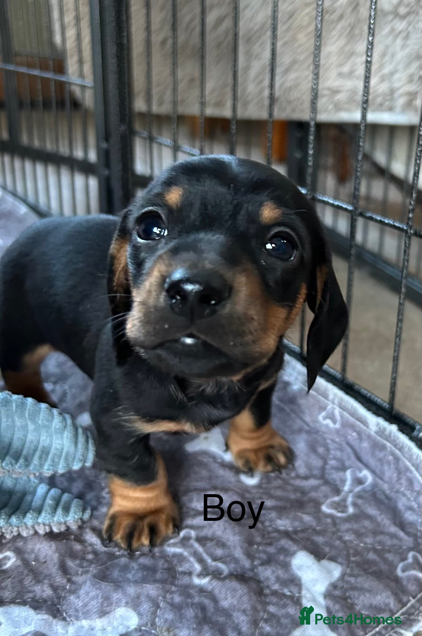 Miniature Dachshund dogs Miniature Smooth Haired Dachshunds  - Advert 5