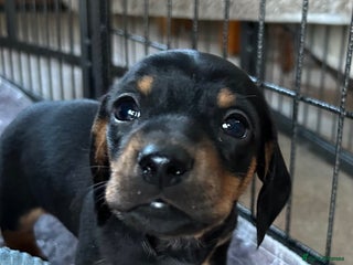 Miniature Dachshund dogs Miniature Smooth Haired Dachshunds - Advert 15