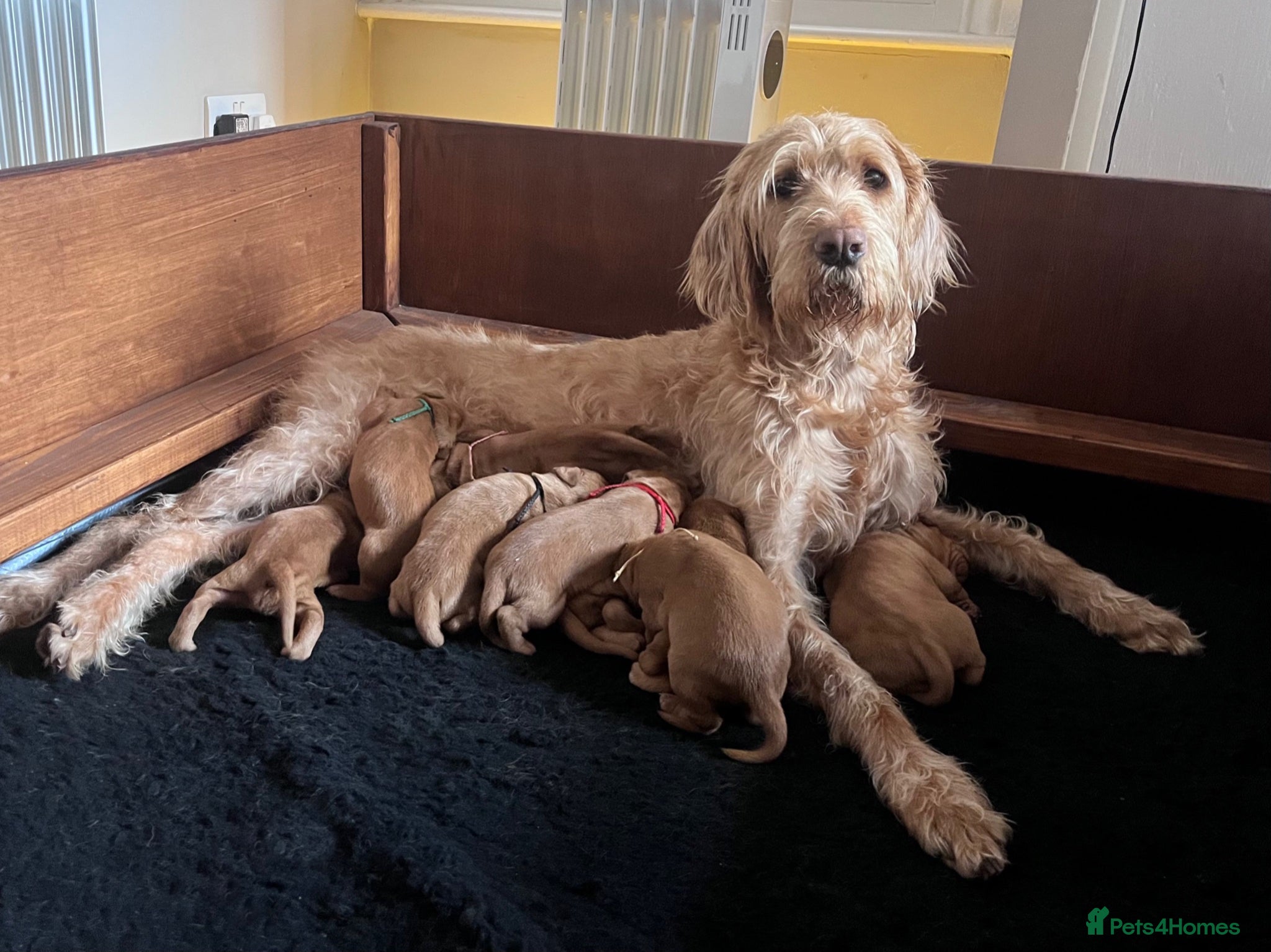 Hungarian Vizsla dogs Wirehaired Vizsla Puppies - Advert 2