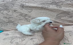 Maltese dogs for sale: Puppy - Image 8