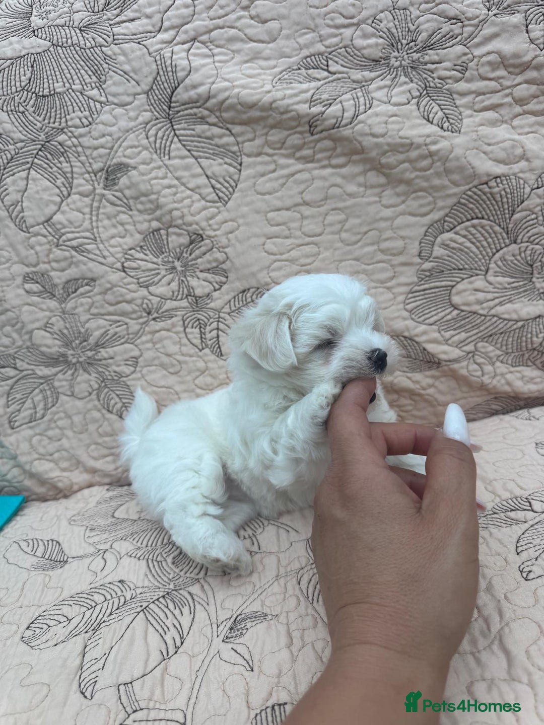 Maltese dogs for sale: Puppy - Image 8