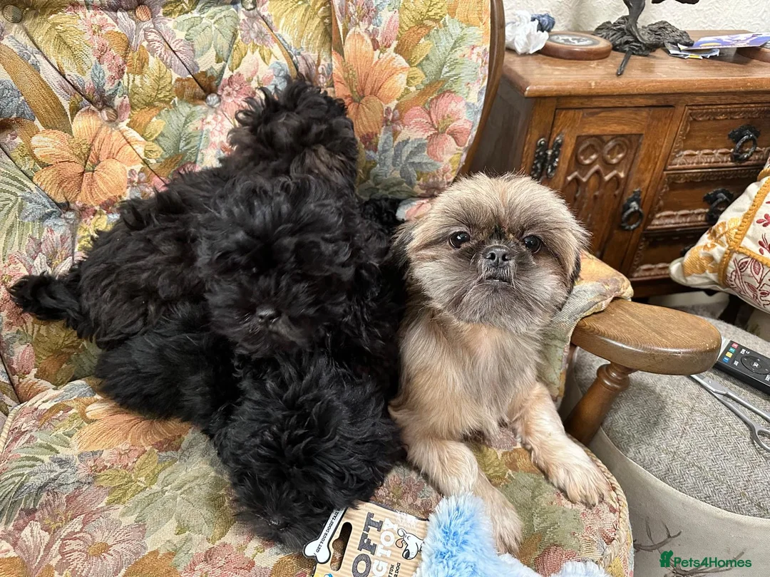 Shihpoo dogs for sale: Gorgeous shihpoos  - Advert 1