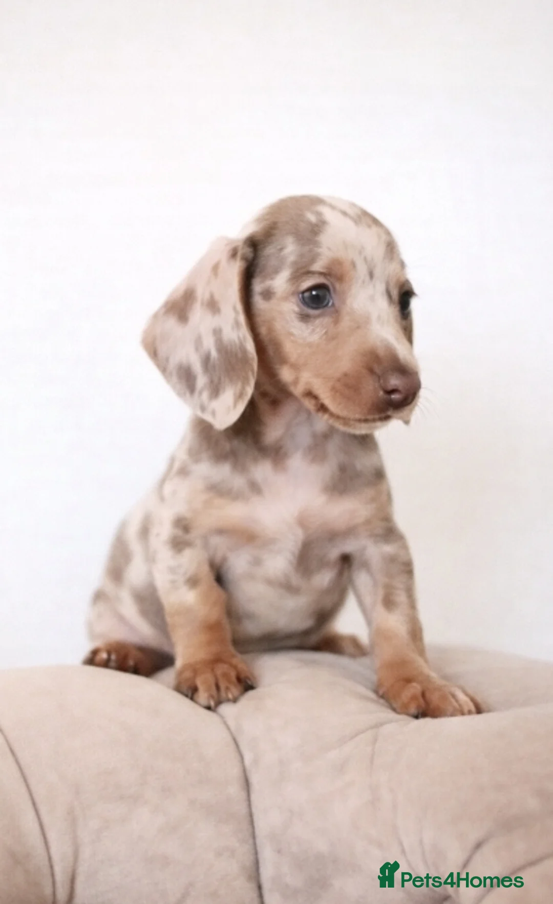Miniature Dachshund dogs for sale: KC miniature dachshunds  - Advert 1
