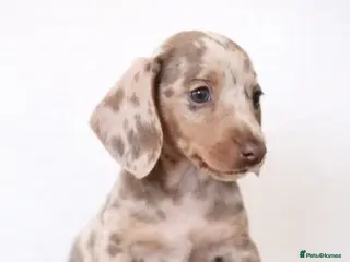 Miniature Dachshund dogs KC miniature dachshunds - Advert 1