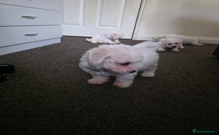 Bichon Frise dogs - Advert 15