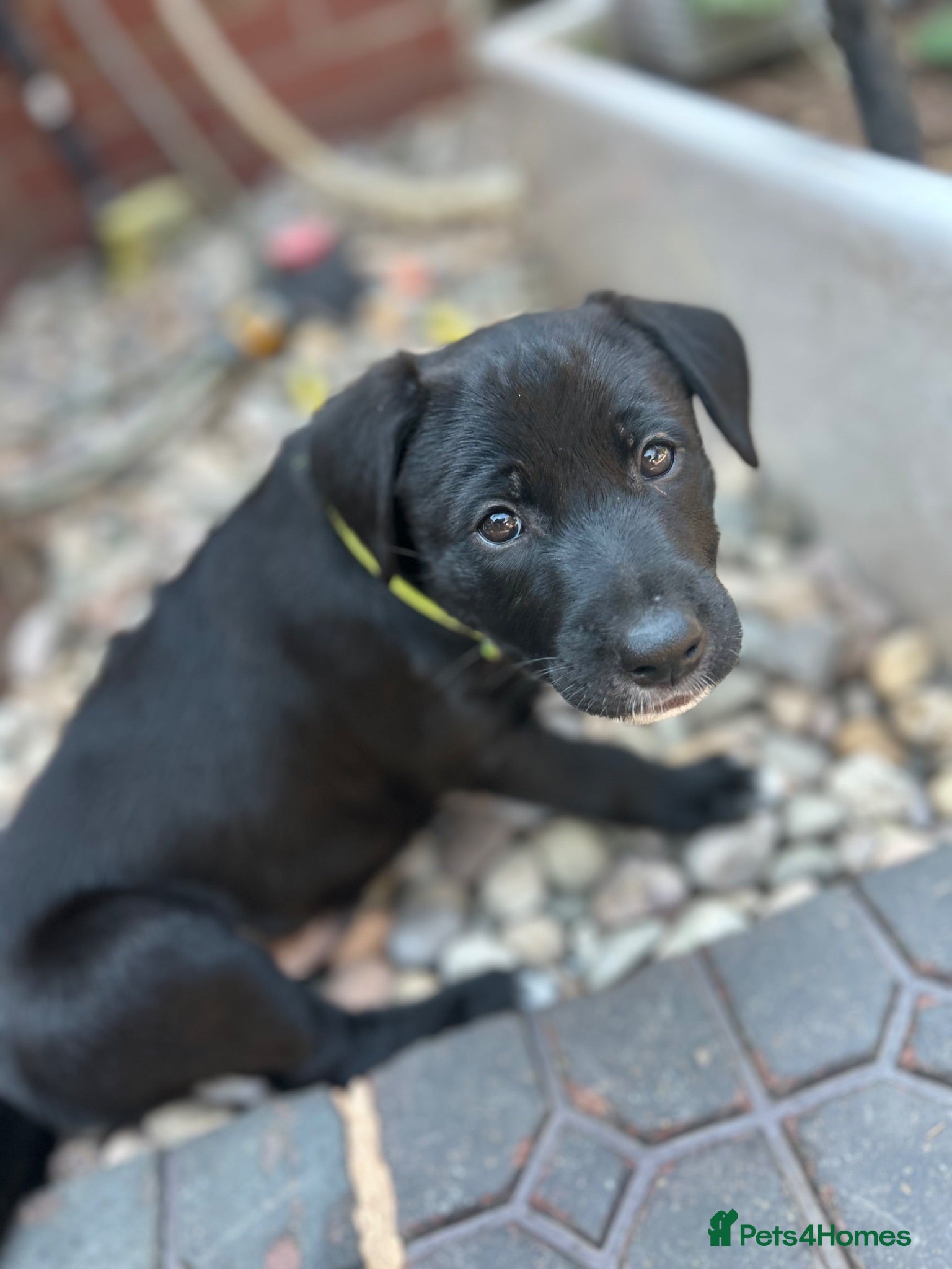 Mixed Breed dogs Rhodesian Rodgeback X Canaan Dog male puppy - Advert 1
