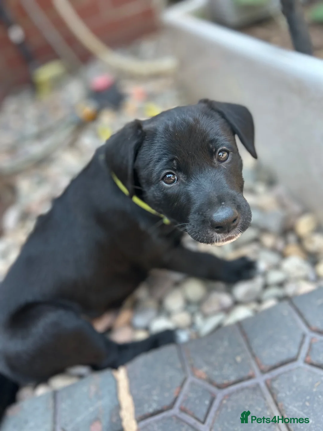 Mixed Breed dogs for sale: Rhodesian Rodgeback X Canaan Dog male puppy - Advert 1