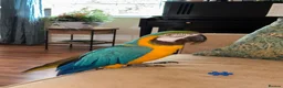 Macaws birds for sale: Amazing Blue and Gold Macaw parrots in Winsford - Advert 5