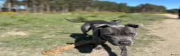 Staffordshire Bull Terrier dogs for stud: Stunning Blue Staffordshire Bull Terrier at Stud in Camberley - Advert 4