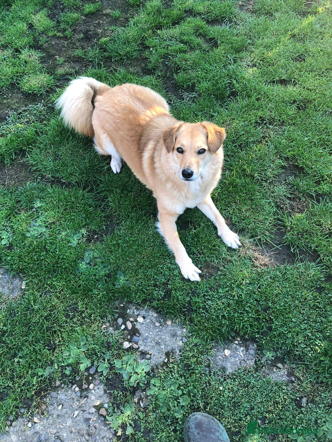 Mixed Breed dogs for adoption: Myla  in Beverley - Image 7