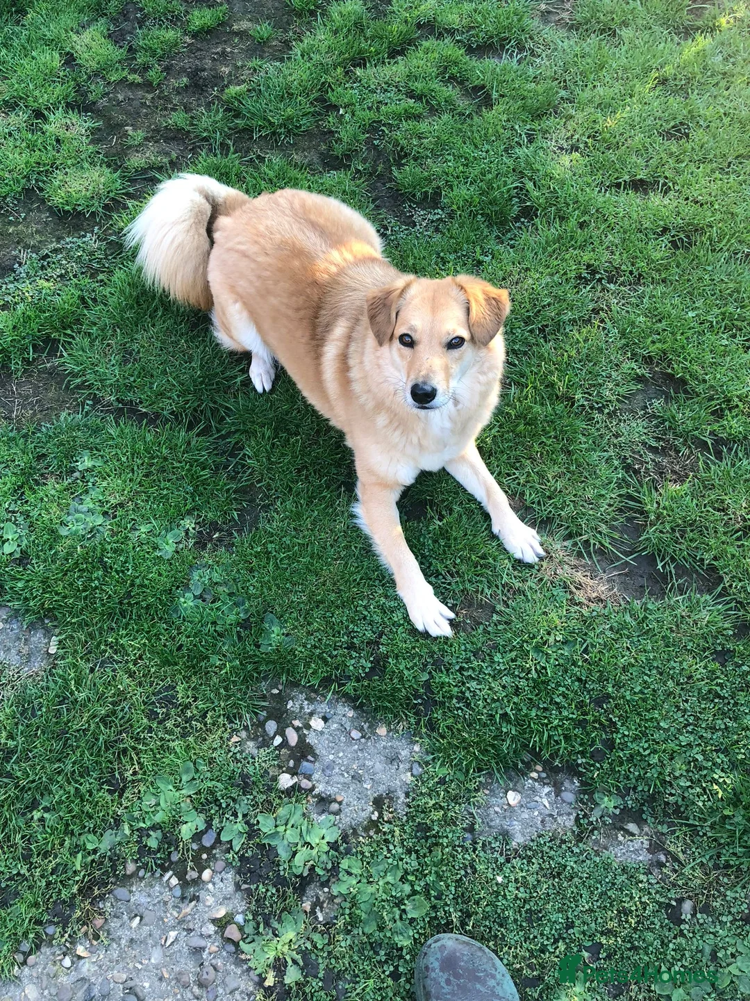 Mixed Breed dogs for adoption: Myla  in Beverley - Advert 7