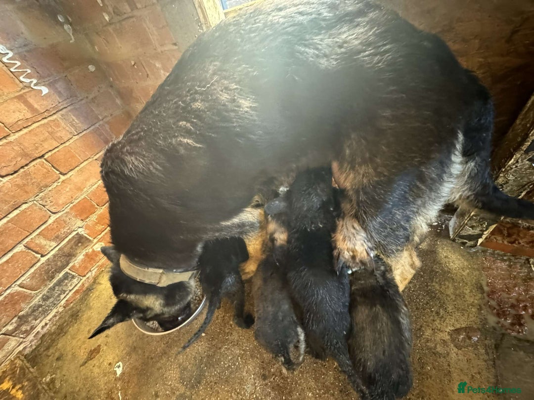 German Shepherd dogs for sale: German X Czech shepherd puppies - Image 8