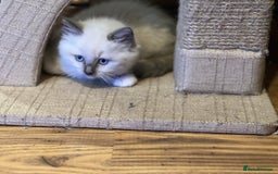 Ragdoll cats for sale: 2 Boys and 1 Girl Ragdoll kittens - Image 7