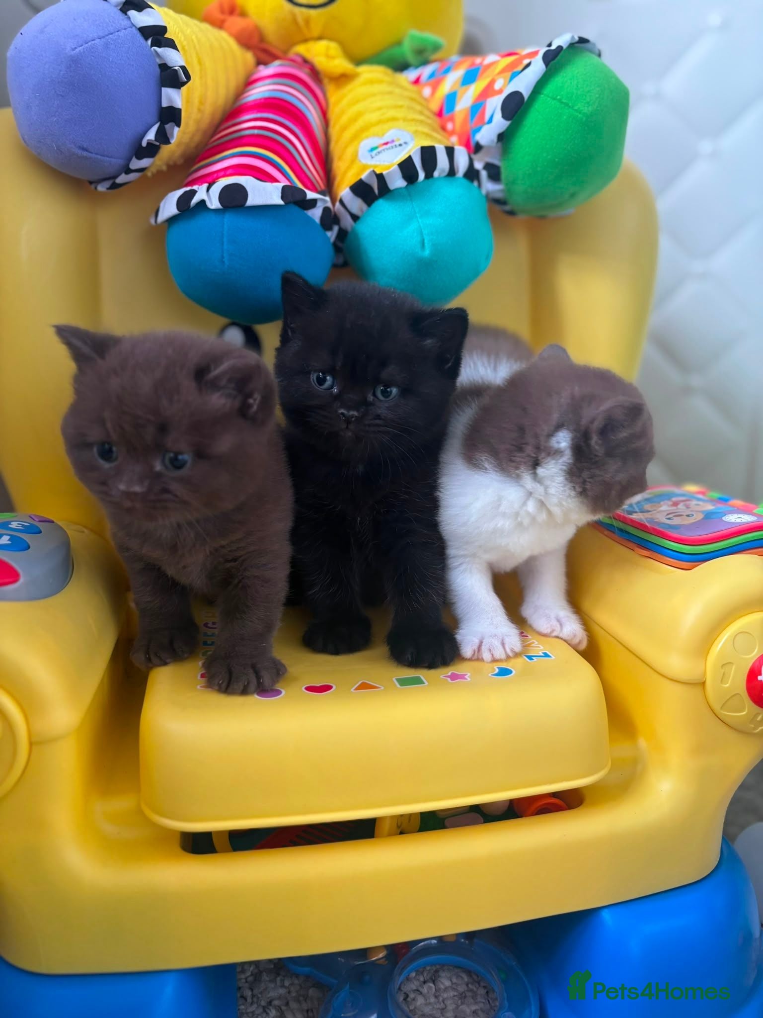 British Shorthair cats *REDUCED* 3 GCCF British short hair kittens - Advert 17