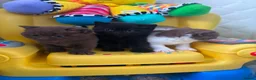 British Shorthair cats for sale: 2 female GCCF British short hair kittens - Advert 5