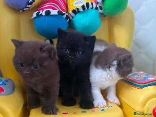 British Shorthair cats *REDUCED* 3 GCCF British short hair kittens - Advert 17
