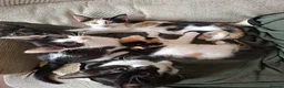 Mixed Breed cats for sale: 5 Gorgeous Kittens - Advert 1