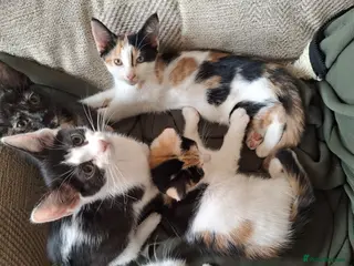 Mixed Breed cats 5 Gorgeous Kittens - Advert 1