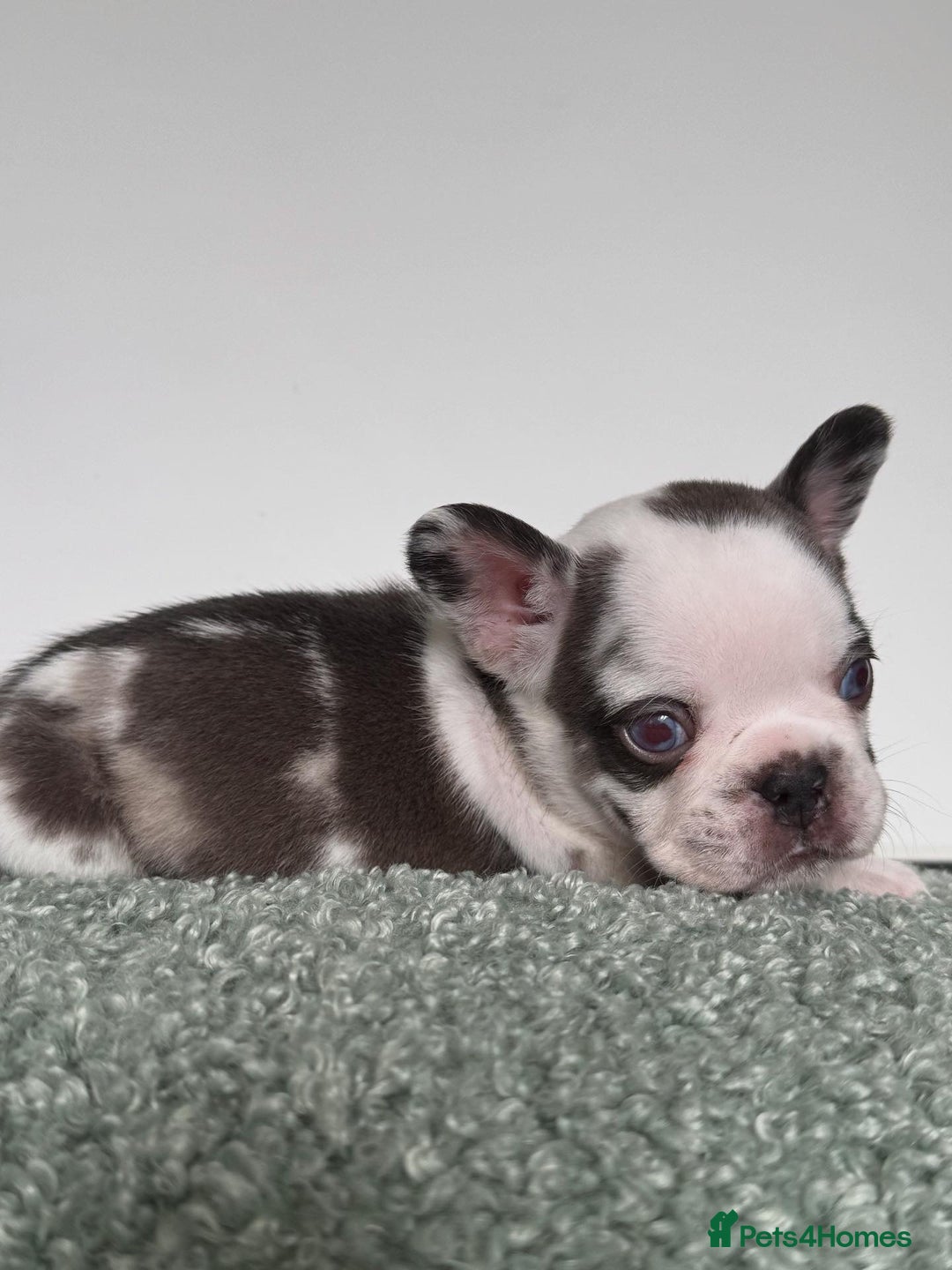 French Bulldog dogs for sale: Hikema X Cheeko (French bulldogs) - Image 13