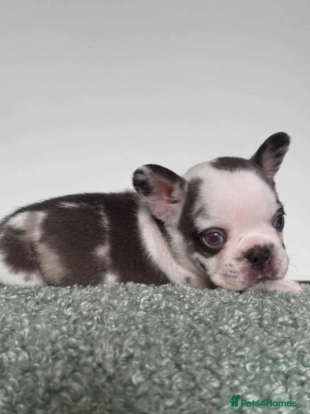 French Bulldog dogs for sale: Hikema X Cheeko (French bulldogs) - Advert 22