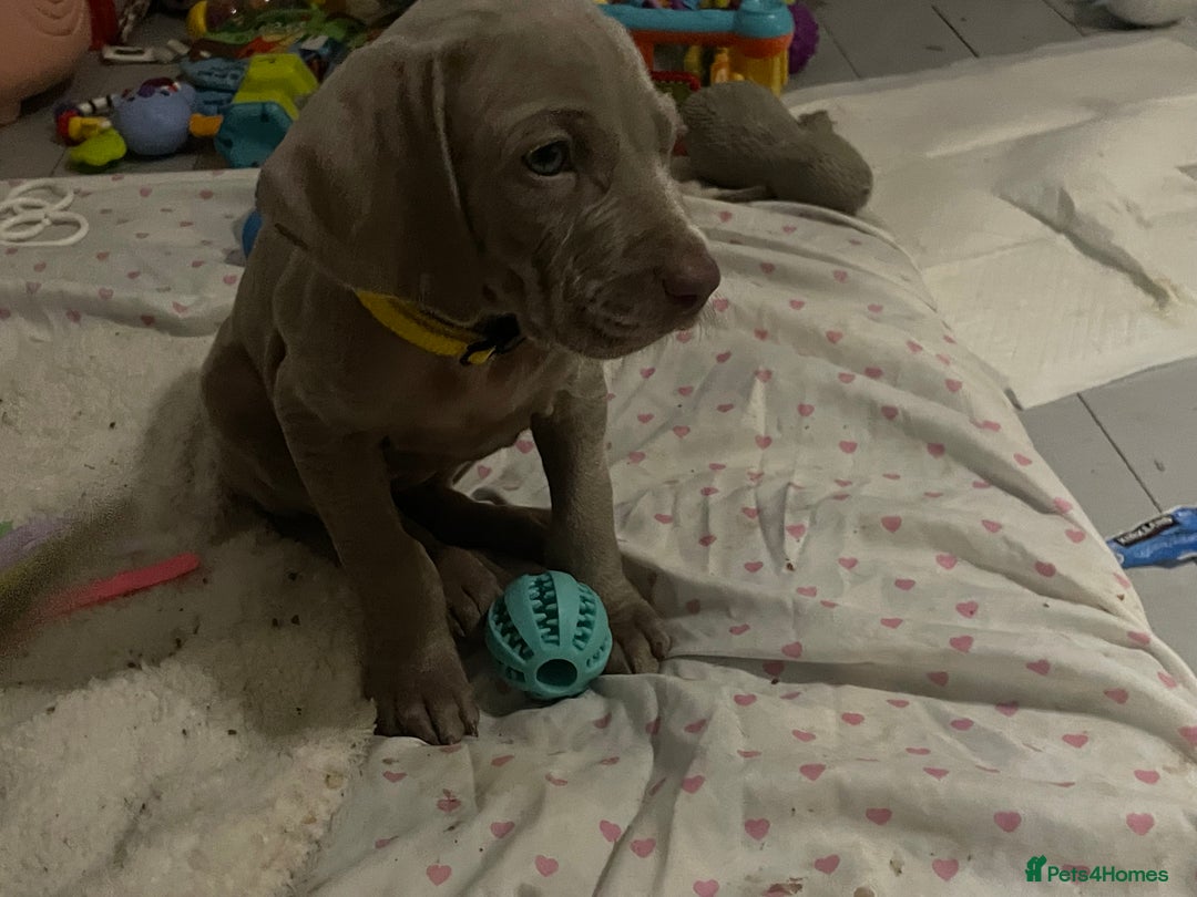 Weimaraner dogs for sale: KC registered Silver puppies - Advert 11