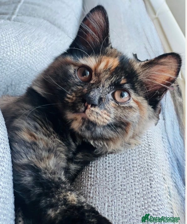 Mixed Breed cats for sale:  2 Beautiful Black & White Kittens 🐾 - Advert 1