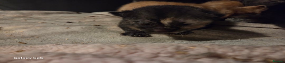 Domestic Shorthair Kitten 4