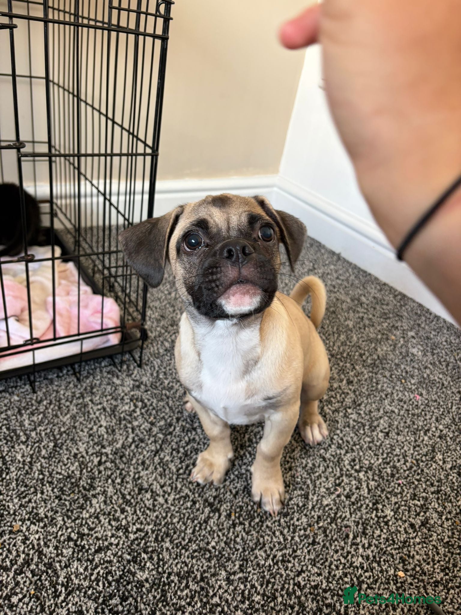 Jug dogs Pug cross puppy male  - Advert 18