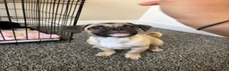 Jug dogs for sale: Pug cross puppy male  - Advert 1