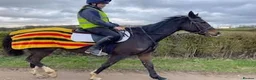 Irish Thoroughbred horses for sale: 15.3H TB Mare ex Racer excellent manners 17 years  - Advert 11