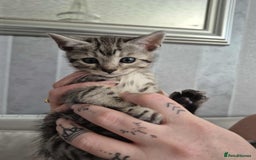 Mixed Breed cats for sale: Mixed bengal kittens  - Image 14