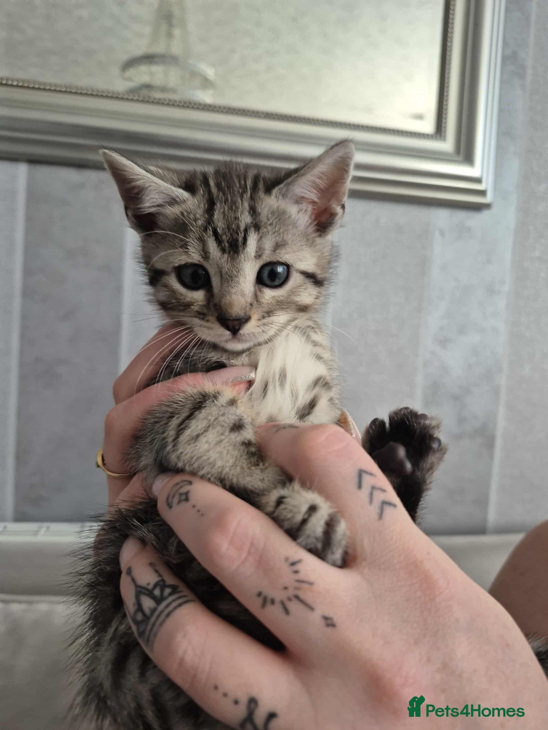 Mixed Breed cats for sale: Mixed bengal kittens  - Image 14