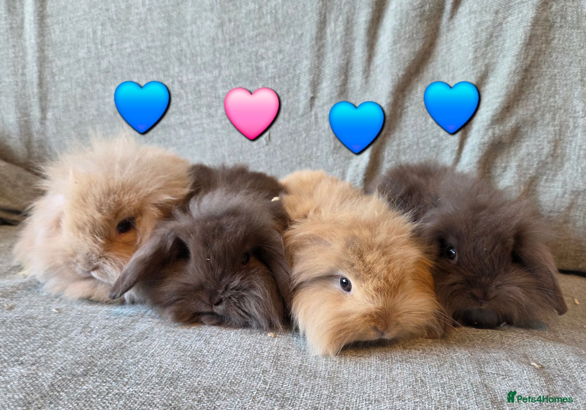 Mini Lion Lop rabbits True type Teddy lion lops ready to leave 21st Aug - Advert 2
