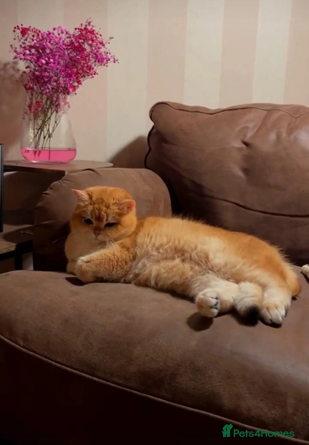 British Shorthair cats for sale: British shorthair female - Advert 2