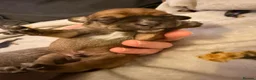 Mixed Breed dogs for sale: 3 sweenie male pups 2 female pups available  - Advert 12